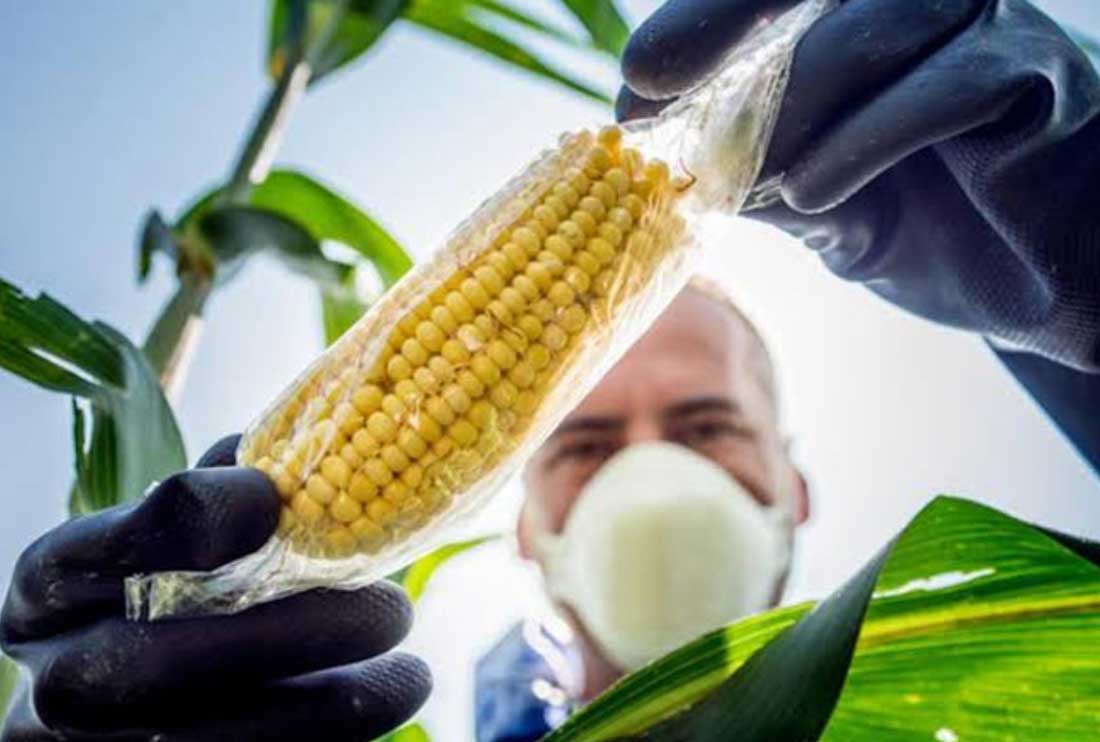 El Gobierno de López Obrador revira: el maíz transgénico para la nutrición  animal si podrá ser importado
