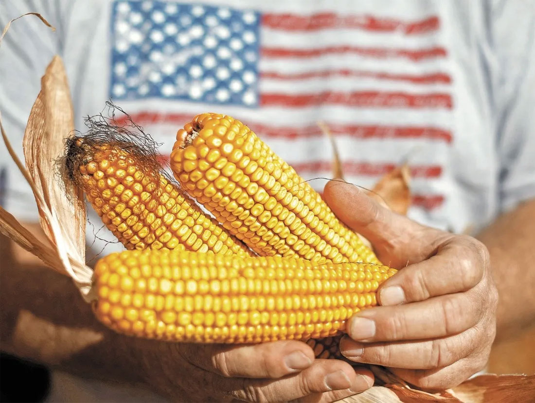 Es oficial, el maíz transgénico estará permitido para la nutrición animal…  por ahora
